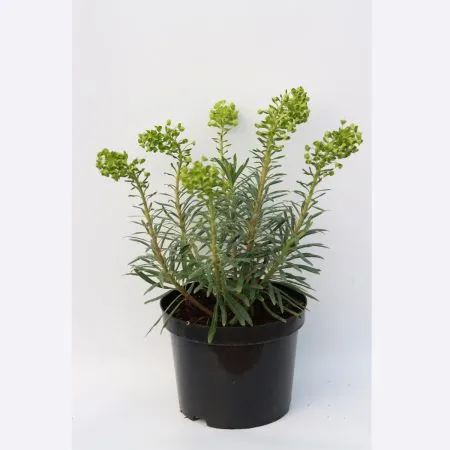 Euphorbia Wulfenii