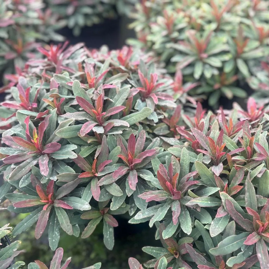 Euphorbia &lsquo;Xenia&rsquo; growing on the nursery