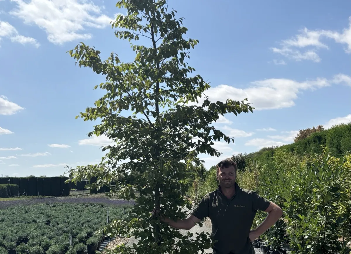 Feathered hornbeam branched to ground level, in a tree bag at the HedgeXpress nursery