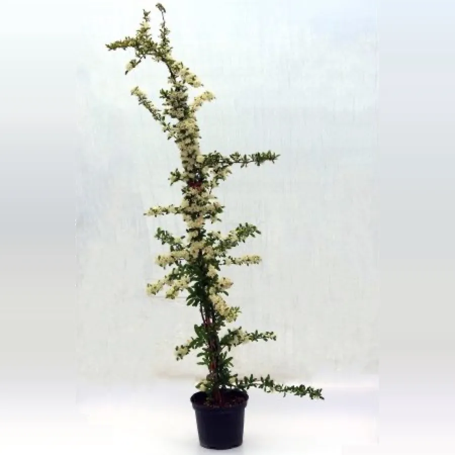 Firethorn-Pyracantha Saphyr Rouge