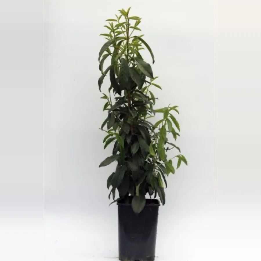 Genolia Laurel 5 Litre 100-125cm