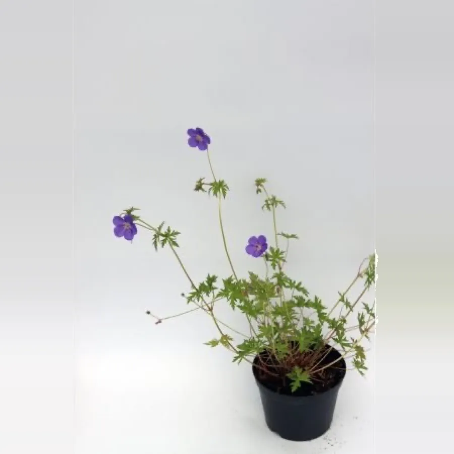 Geranium ‘Brookside’