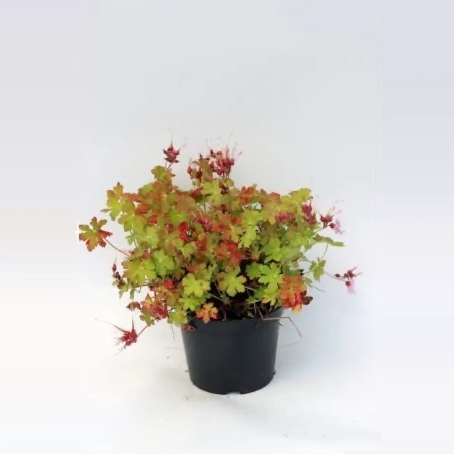 Geranium macrorrhizum ‘Ingwersen’s Variety’
