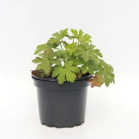 Geranium macrorrhizum ‘Spessart’