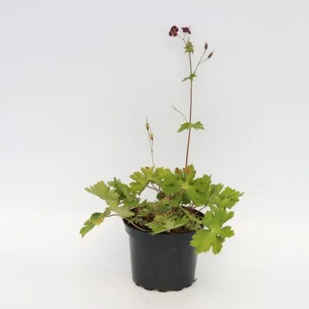 Geranium phaeum #2