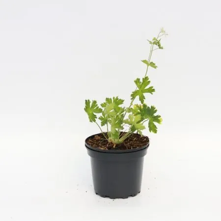 Geranium phaeum ‘Album’