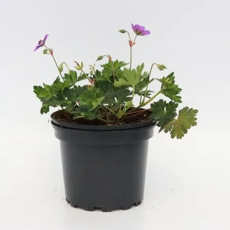 Geranium Rozanne