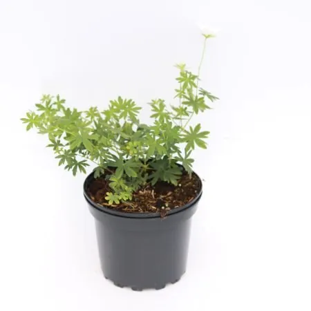 Geranium sanguineum ‘Album’