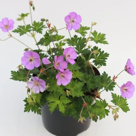 Geranium x oxonianum ‘Wargrave Pink’