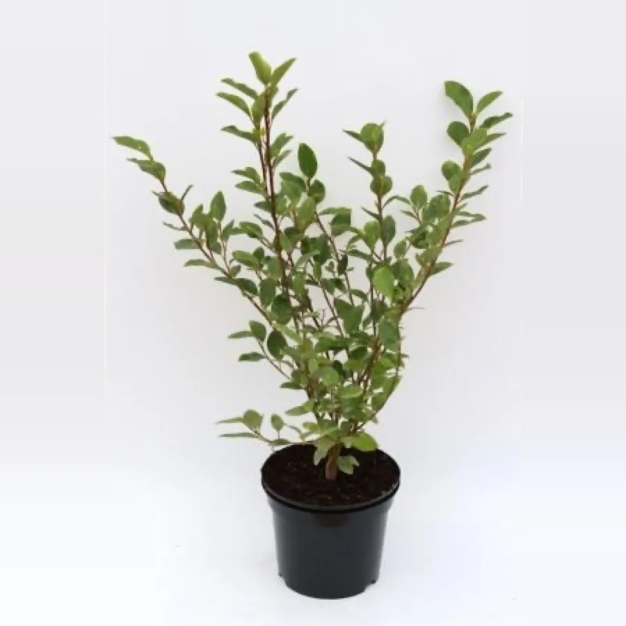 Griselinia littoralis various sizes