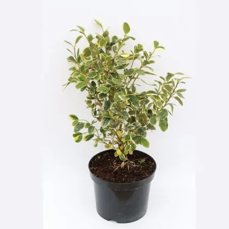 Griselinia littoralis ‘Variegata’