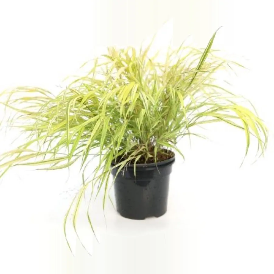 Hakonechloa macra ‘Aurea’