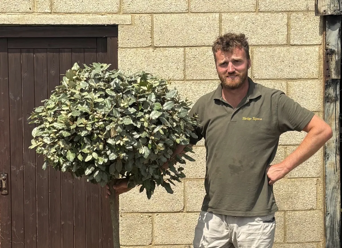 Elaeagnus half standard with a rounded silvery evergreen head on a short stem