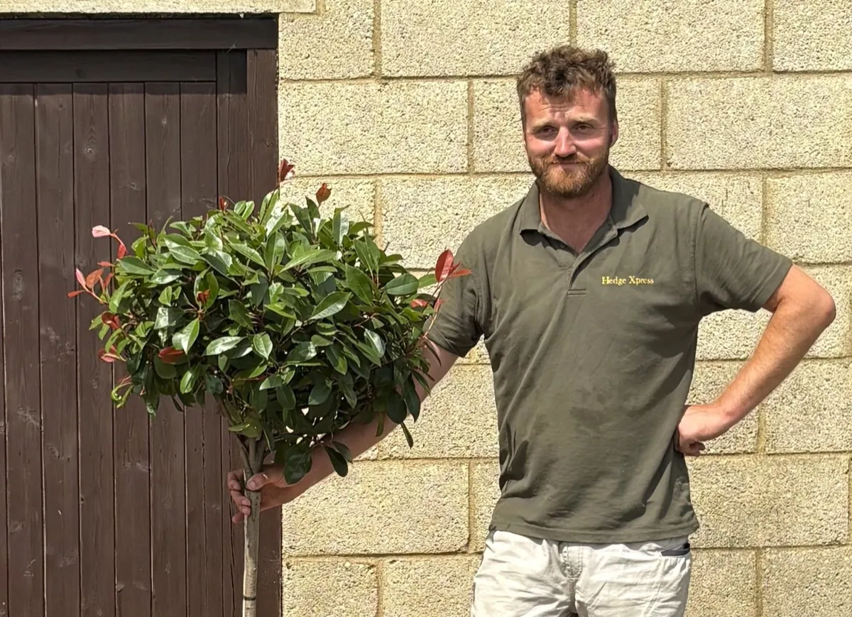 Photinia 'Red Robin' half standard with red new growth on a rounded head