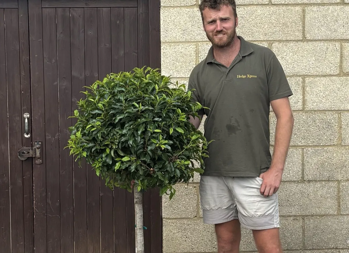 Portuguese Laurel half standard with a rounded glossy evergreen head on a short stem