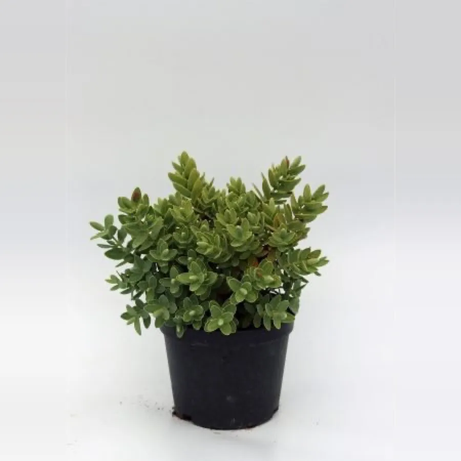 Hebe albicans