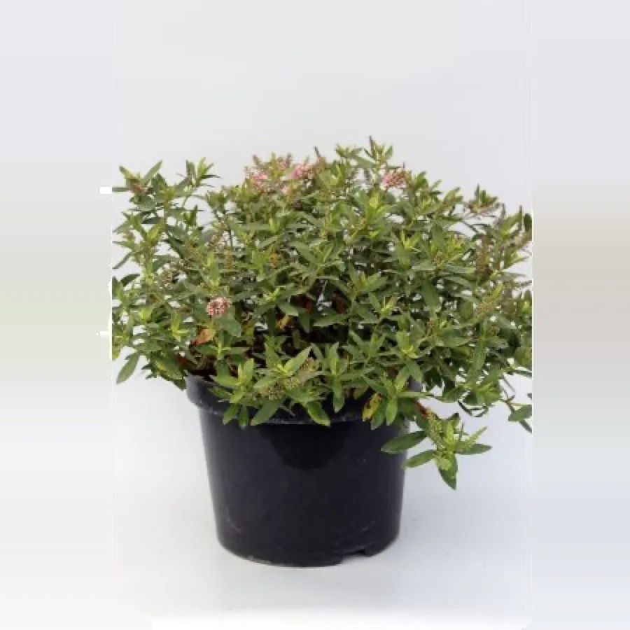 Hebe ‘Nicola’s Blush’