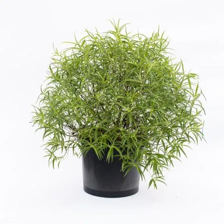 Hebe parviflora angustifolia