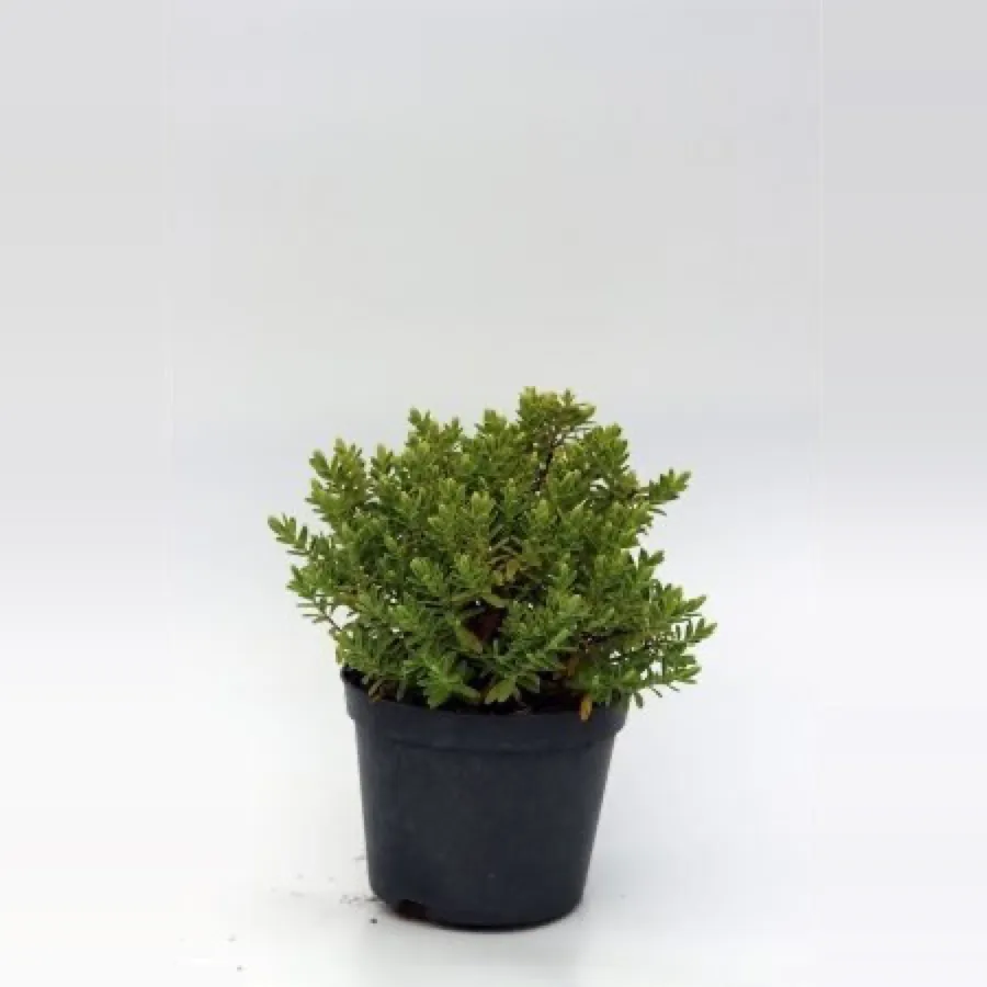 Hebe rakaiensis