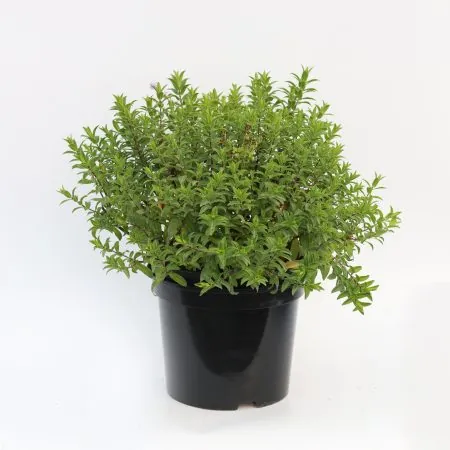 Hebe ‘Wiri Joy’