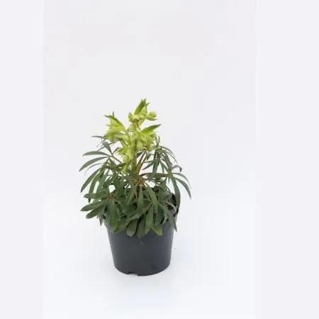 Helleborus Foetidus ‘Wilgenbroek’