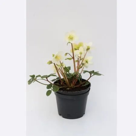 Helleborus niger ‘Praecox’