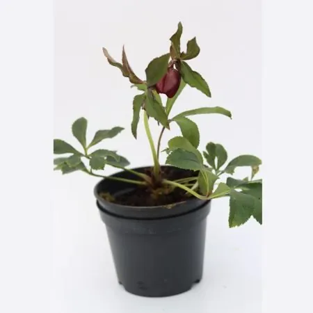 Helleborus orientalis ‘Red Lady’