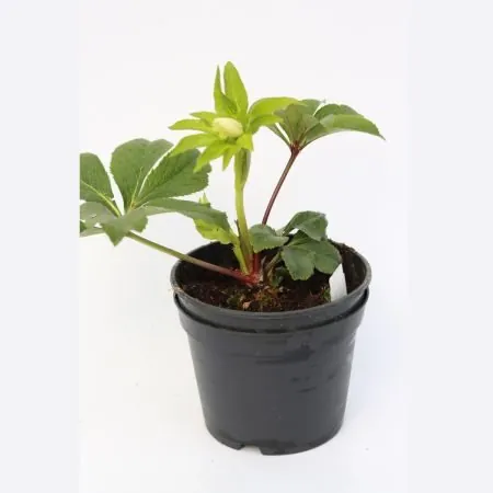 Helleborus orientalis-White
