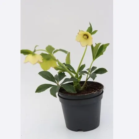 Helleborus orientalis ‘Yellow Lady’