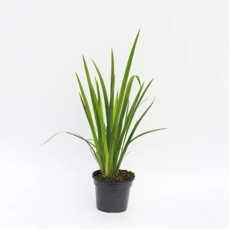 Iris foetidissima