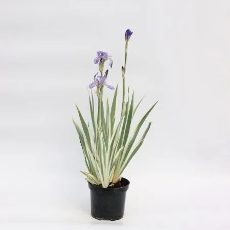 Iris pallida ‘Variegata’