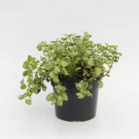Lamium ‘White Nancy’