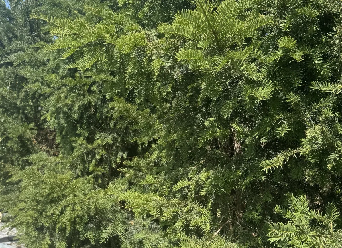 Large container-grown yew in an air pot at the HedgeXpress nursery