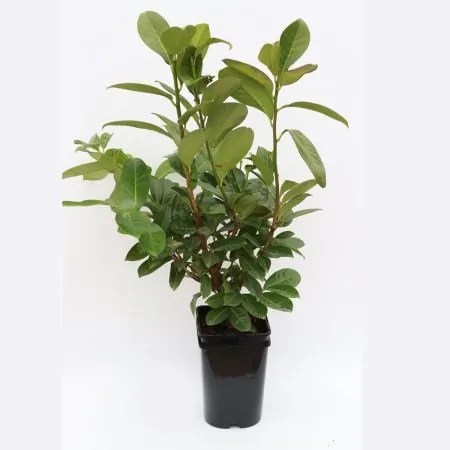 Cherry Laurel, Variable Sizes available