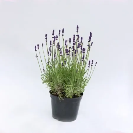 Lavender Anna