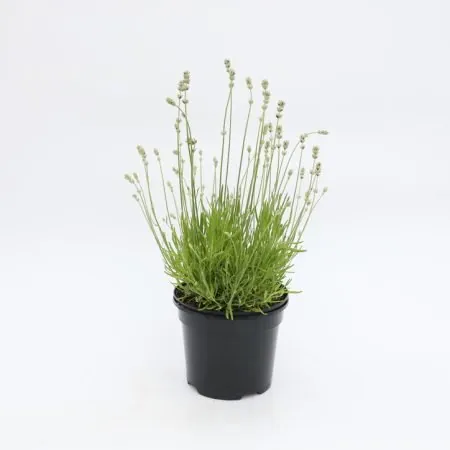 Lavender ‘Bee Zee White’ 2 Litre (16cm pot)