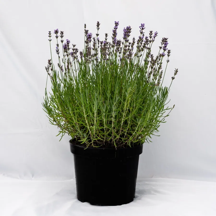 Dwarf Blue