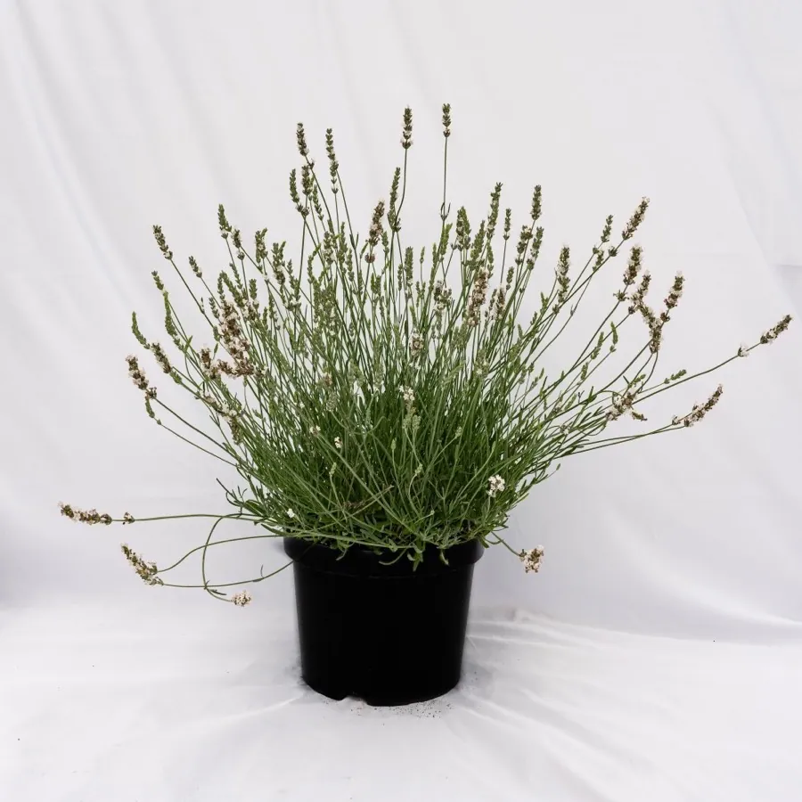 Edelweiss