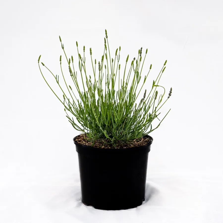 Lavender Grosso, Variable Sizes