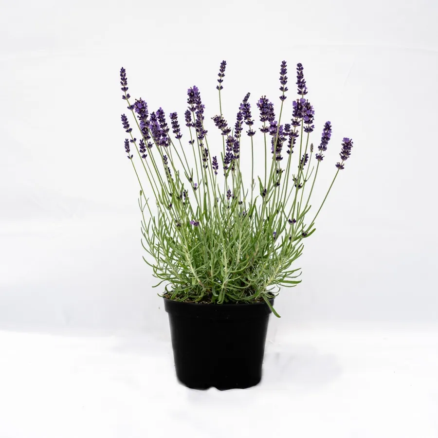 Lavender Imperial Gem, Variable Sizes