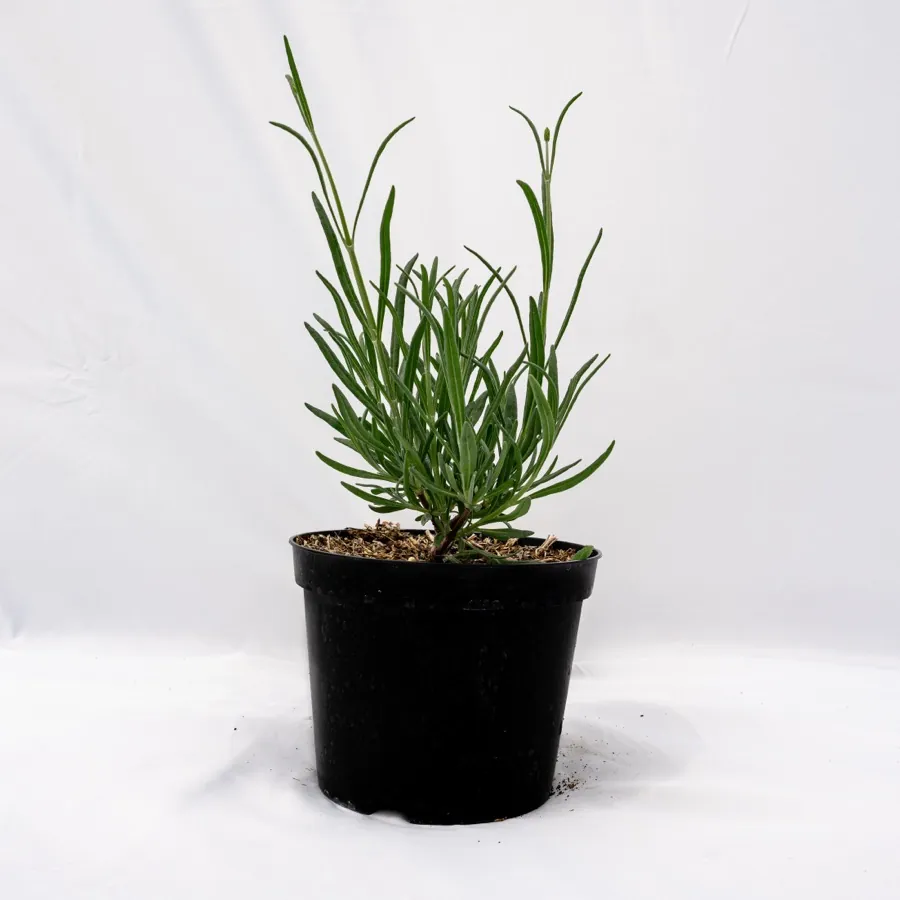 Intermedia Alba