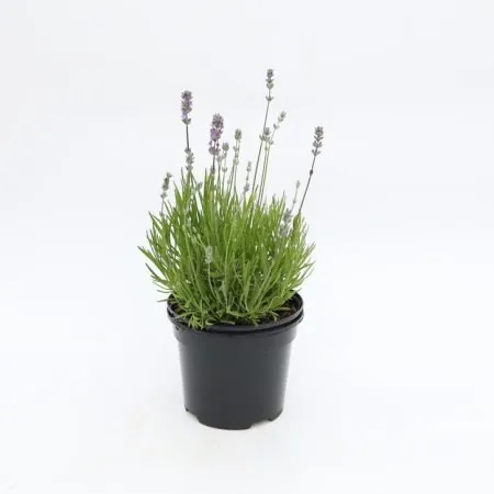 Lavender ‘Little Lady’ 2 Litre