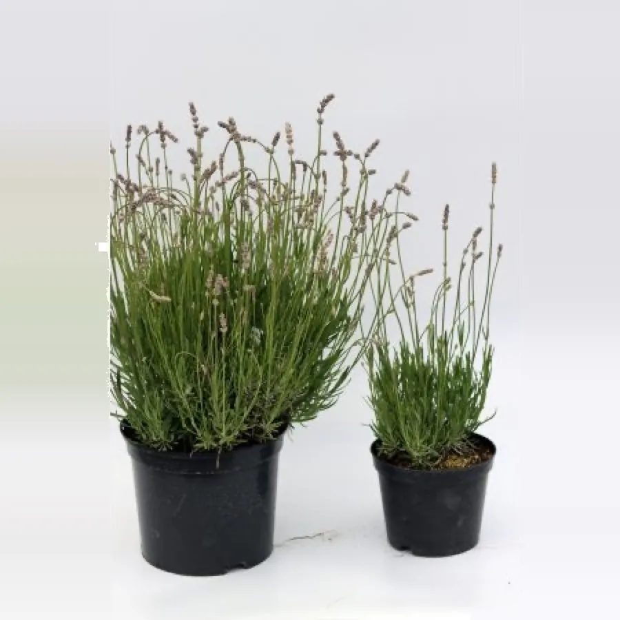 Lavender Miss Katherine (Pink), various Sizes