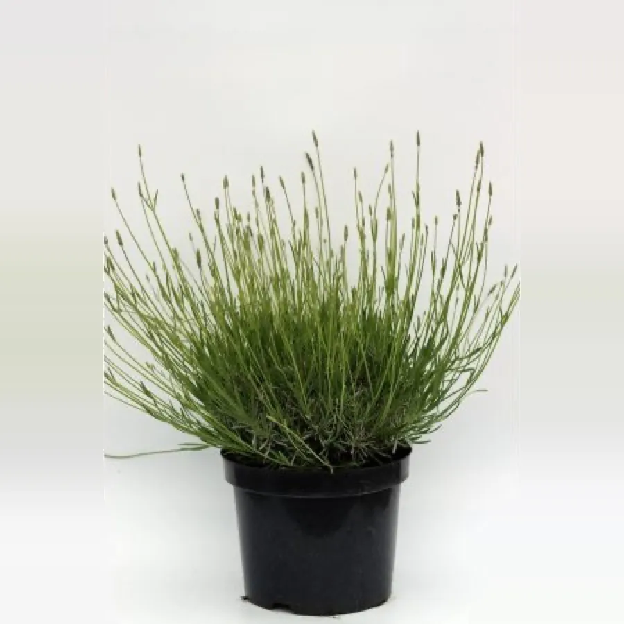 Lavender Phenomenal, various sizes