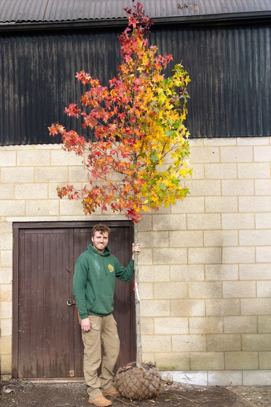 Liquid Ambar (Liquidambar styraciflua) standard tree in autumn colour