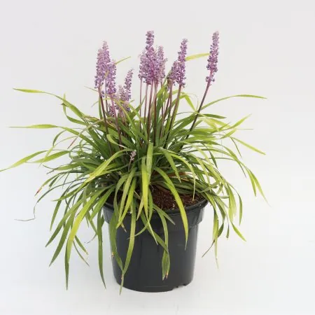Liriope ‘Money Maker’-Evergreen bluebell