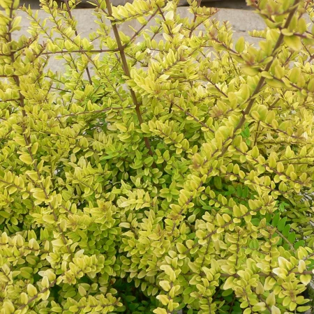 Lonicera Nitida Baggesen’s Gold