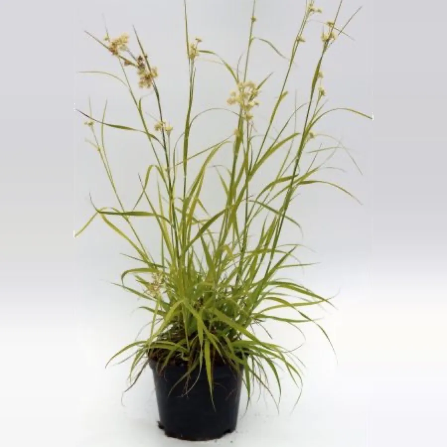Luzula nivea (Snow Rush)