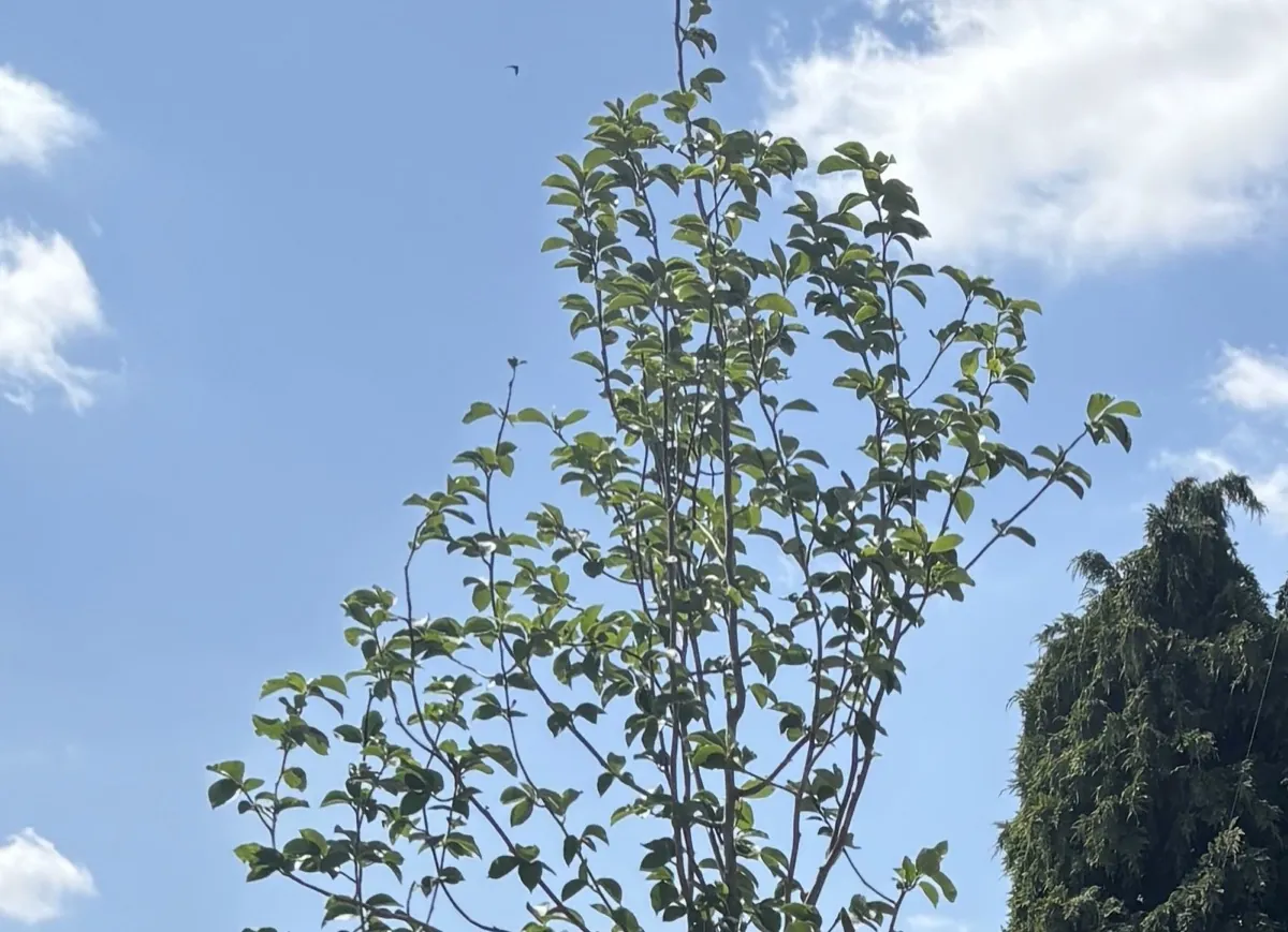 Magnolia Kobus standard tree in leaf at the HedgeXpress nursery