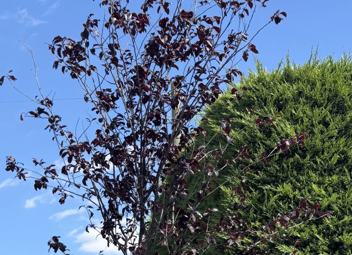 Ornamental Cherry 'Nigra' with deep purple foliage at the HedgeXpress nursery